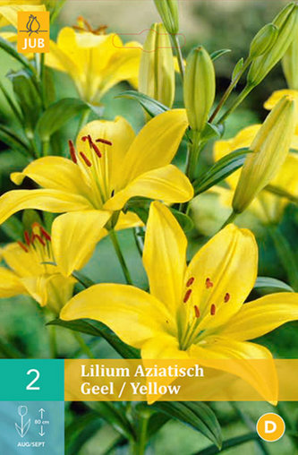 Karta - Lilie - Asiatic Yellow (2 cibule) "B"