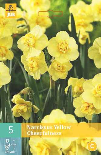 Karta - Narcis - Yellow Cheerfulness (5 cibulí) "B"