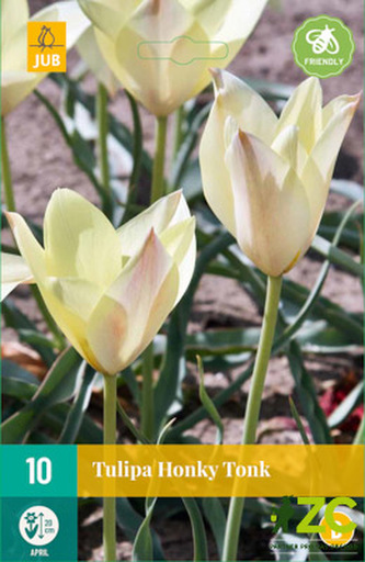 Karta - Tulipán - Honky Tonk (10 cibulí) "B"