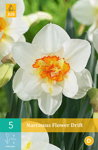 Karta - Narcis - Flower Drift (5 cibulí) "B"
