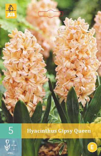 Karta - Hyacint Single - Gipsy Queen (5 cibulí) "C"