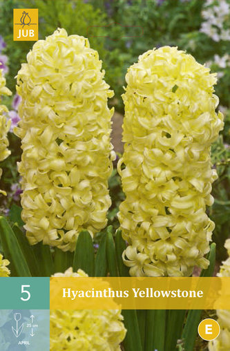 Karta - Hyacint Single - Yellowstone (5 cibulí) "C"