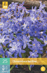 Karta - Ladonička - Chionodoxa Luciliae (25 cibulí) "B"