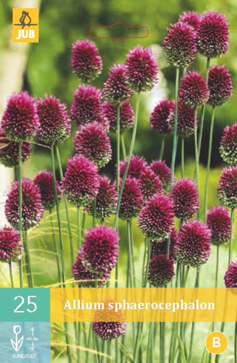 Karta - Česnek - Allium Sphaerocephalon (25 cibulí) "B"