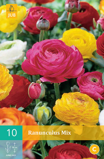 Karta - Pryskyřník - Ranunculus Mix (10 cibulí) "B"