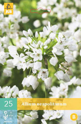 Karta - Česnek - Allium Neapolitanum (25 cibulí) "A"