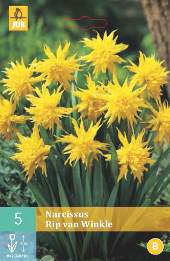 Karta - Narcis - Rip van Winkle (5 cibulí) "B"