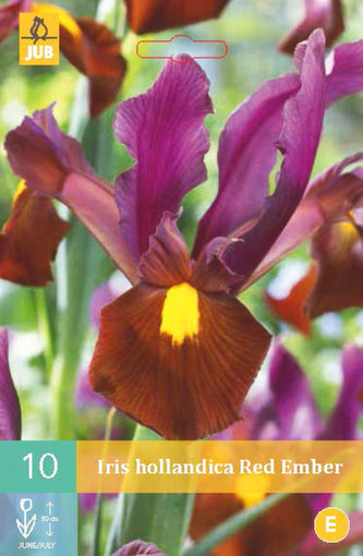 Karta - Kosatec - Iris Hollandica Red Ember (10 cibulí) "C"