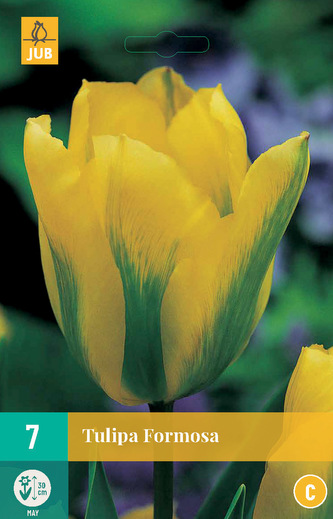 Karta - Tulipán - Formosa (7 cibulí) "C"