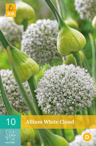 Karta - Česnek - Allium White Cloud (10 cibulí) "B"