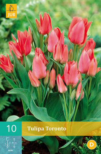 Karta - Tulipán - Toronto (10 cibulí) "C"