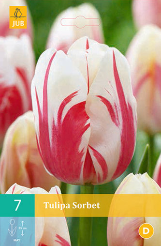 Karta - Tulipán - Sorbet (7 cibulí) "C"