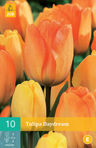 Karta - Tulipán - Daydream (10 cibulí) "C"