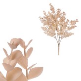 Eukalyptus v trsu, béžová barva.