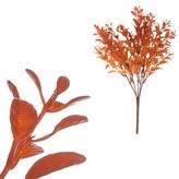 Buxus v trsu, tmavě oranžová barva.