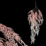 Kapradí převis, růžovo-bílá barva.