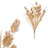 Chmel, béžová barva.