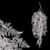 Kapradí převis, barva bílá s glitry.