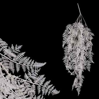 Kapradí převis, barva bílá s glitry.