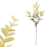 Eukalypts větev, zelená barva.