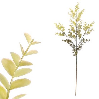 Eukalypts větev, zelená barva.