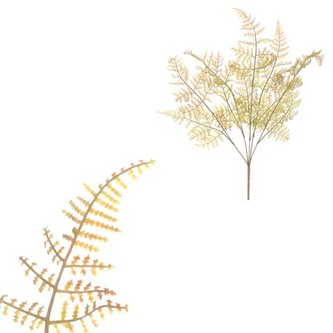 Kapradí v trsu, zelená barva.