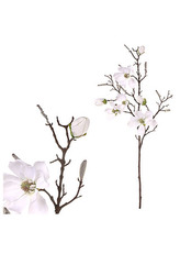 Magnólie, bílá barva.