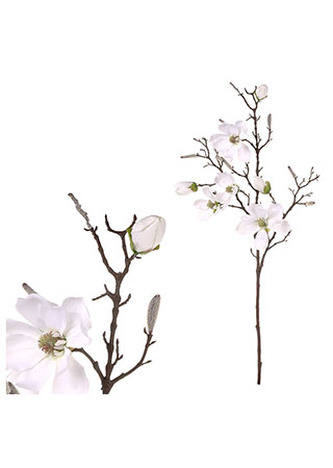 Magnólie, bílá barva.