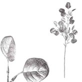 Větev, barva stříbrná matná.