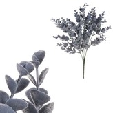Eukalyptus v trsu, šedo-modrá barva.