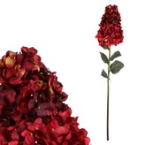 Hortenzie latnatá, burgundy barva.