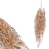 Sleziník červený převis, barva zlatá matná.