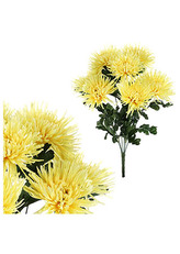 Chryzantéma puget, žlutá barva.