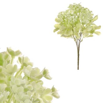 Kytice kvetoucí, zelená barva.