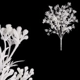 Travina kvetoucí, barva bílá matná.