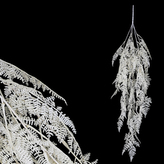 Kapradí převis, krémová barva.