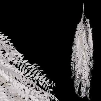 Sleziník červený převis, barva bílá s glitry.