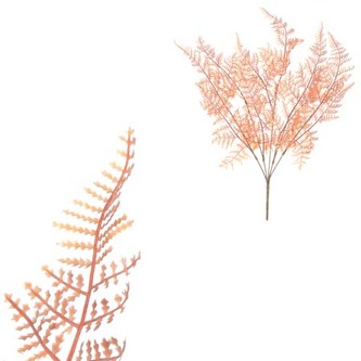 Kapradí v trsu, cihlová barva.