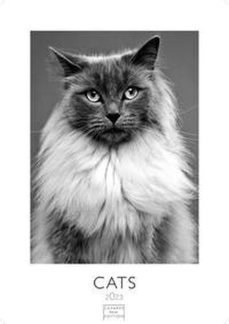 Cats 2023 L - 59 x 42 cm