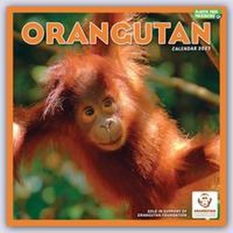 Orangutan - Orang-Utan 2023