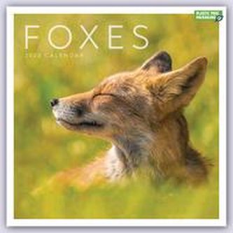 Foxes - Füchse 2023