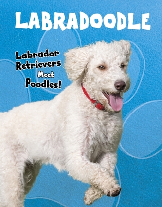 Labradoodle