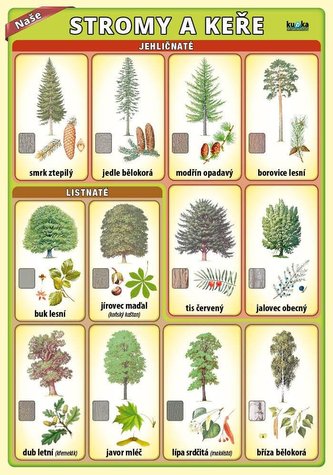 Naše stromy a keře