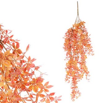 Převis Přísavník pětiprstý, oranžová barva.