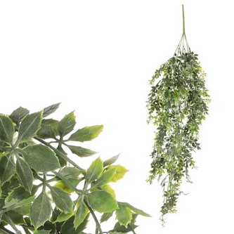 Převis Přísavník pětiprstý, zelená  barva.