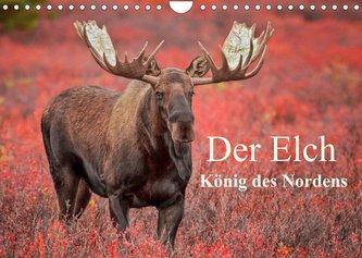 Der Elch - König des Nordens (Wandkalender 2023 DIN A4 quer)