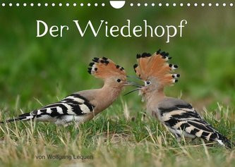 Der Wiedehopf (Wandkalender 2023 DIN A4 quer)