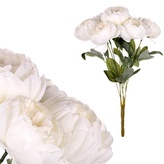 Pivoňky v pugetu, 9 hlav, krémová barva.