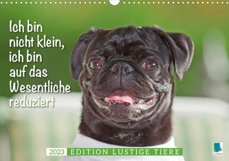 Der Mops: Nicht klein, sondern aufs Wesentliche reduziert. Edition lustige Tiere (Wandkalender 2023 DIN A3 quer)