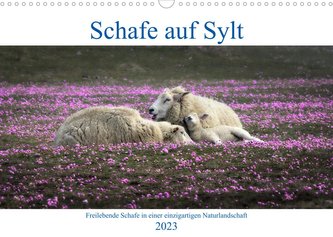 Schafe auf Sylt (Wandkalender 2023 DIN A3 quer)